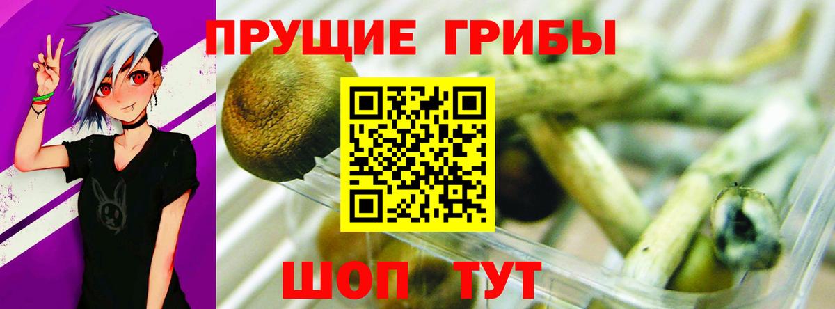 Ржев  хочу   Вход с VPN  Псилоцибиновые грибы Psilocybe 